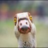 zaca369's profile picture