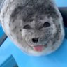 Фото профиля Seal_of_Approval