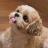 ᵖˡˢPAWIE 的头像