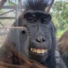 MONKE | COMMS OPEN 的头像