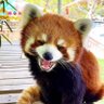 Trash Panda 的头像