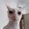 Misteri's profile picture