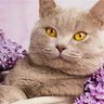 猫舌's profile picture