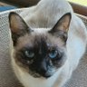 ちょあら profil fotoğrafı