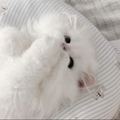 小痛仰's profile picture