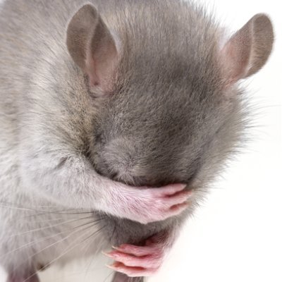 miss_bozawr's profile picture