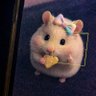 imlk`🐻❄️ profil fotoğrafı
