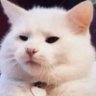 Profilbild von Bagad Billa