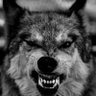 صِـدِّيـق's profile picture