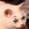Jupe's profile picture