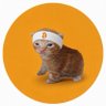 Фото профиля Buy The Cat