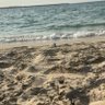 اسكندر الجولاني 的头像