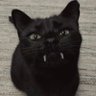 Profilbild von switchkitty