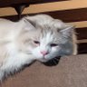 シャンプーのいらないリンス 的头像