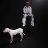 Profilbild von jiggy swagboy