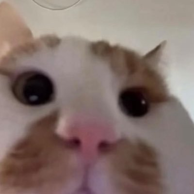 才下雨's profile picture