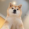 Treeoclock's profile picture