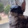 catman 的头像