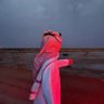 وُهيب الجهني profil fotoğrafı