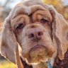 Mangy Old Dog's profile picture