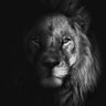 LeoKng's profile picture