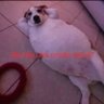pitoco profil fotoğrafı