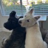 Debera Bellino Lindquist's profile picture