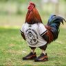 Jeff Silva 🐔 BOM DIA E O CAR%@HO 的头像