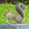 squirrel 🐿️ 的头像