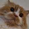 Nano's profile picture