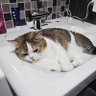 Фото профиля 2cats_andmore