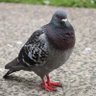 Фото профиля Pigeon
