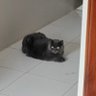 monkey in shoes's profile picture