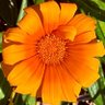 Фото профиля Sonia Surija