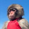 Profilbild von Revaldo