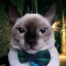Profilbild von Bell ˢᵉᵖ