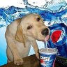 el q morfa sanguches's profile picture