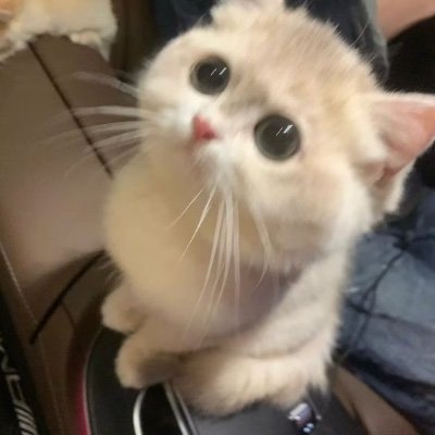 cderrile's profile picture