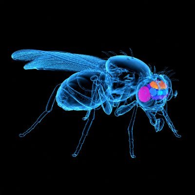 Arc Fly's profile picture