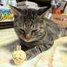 Profilbild von たらこっこ