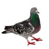 Profilbild von sage ˘͈ᵕ˘͈ is pigeon 𓅪