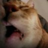 Profilbild von gato cansado