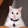 Gypse's profile picture