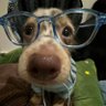 Yolo's profile picture