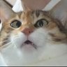 anigelişensiniratakları's profile picture