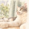 Profilbild von あこ 🐈⬛ ͗