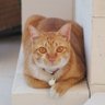 •• muaylekthecat •• 的头像
