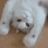 Freeman_cat's profile picture