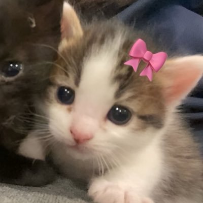 kxttieex's profile picture