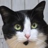 にゃんこ先生's profile picture
